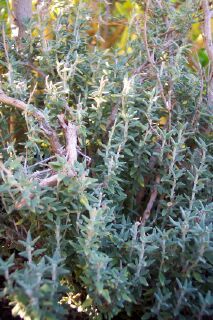 Teucrium marum