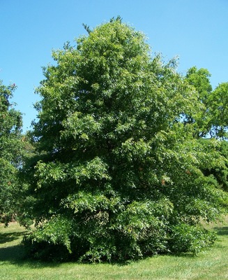 Quercus palustris