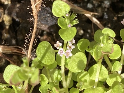 Flowers (pink, approx 1.5mm)