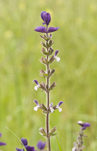 Salvia viridis