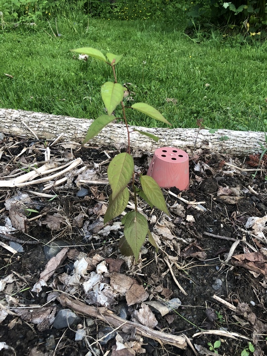 Nursery is coming along this year. 6 mystery stone fruits, started indoor — 2 in the ground.
First 5 of many more walnuts — both black and English. 
Decorative willow stakes taking off after winter kill. 

Bonus potato pot and lemongrass.