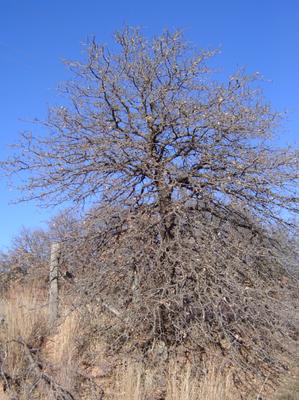 Quercus marilandica