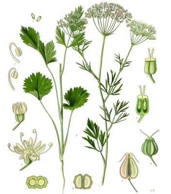 Pimpinella anisum