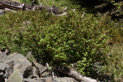 Ribes lacustre