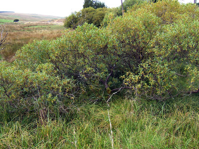 Salix pentandra