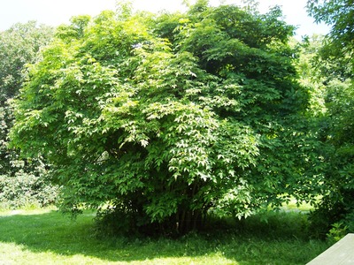 Staphylea colchica