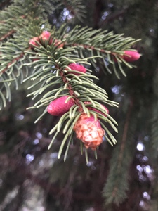 The Norway spruce in the front yard is budding beautifully coloured new growth!