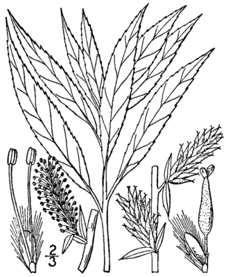 Salix petiolaris