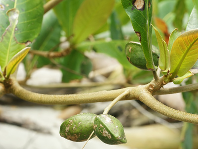 Terminalia catappa