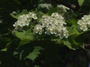 Crataegus chlorosarca