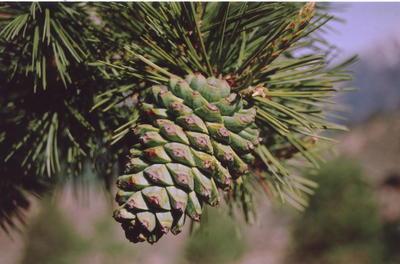 Pinus gerardiana