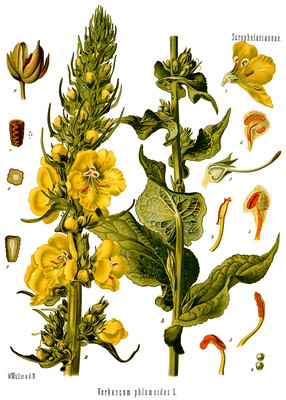 Verbascum phlomoides