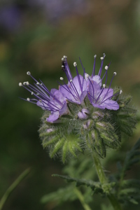 Fiddleneck