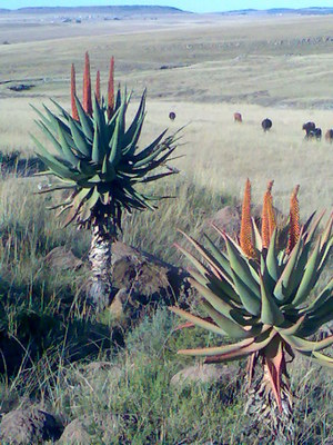 Aloe ferox