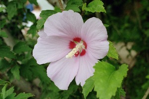 Mallow