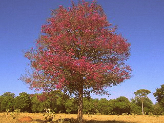 Aniba rosaeodora