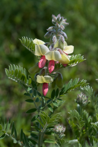 Tephrosia virginiana