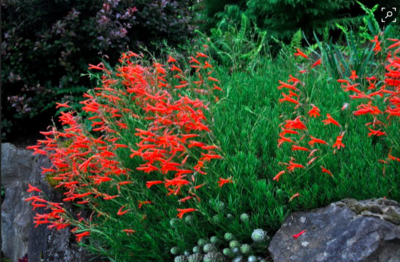 Penstemon pinifolius