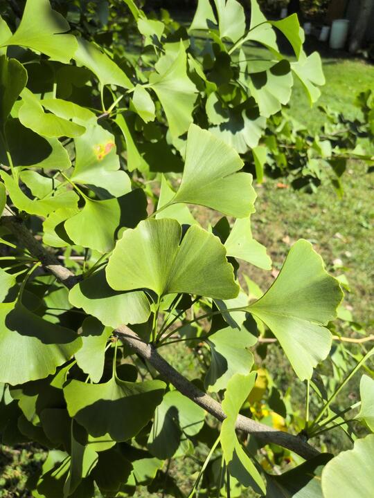 Ginko leaf harvest