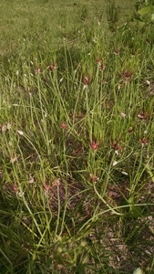 Allium canadense