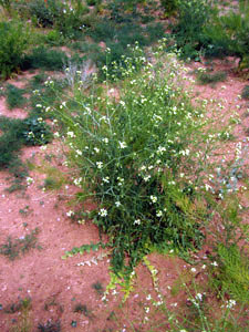 Sisymbrium altissimum