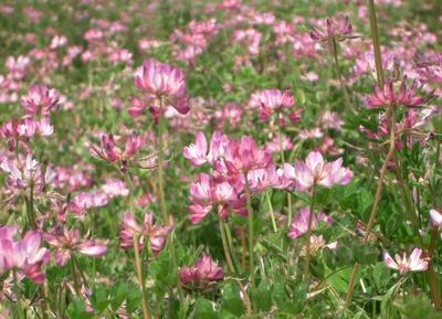 Astragalus sinicus