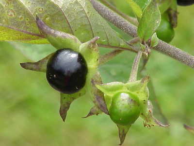 Ripe and unripe fruit of a deadly nightshade plant