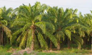 American Oil Palm