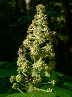 Oplopanax horridus