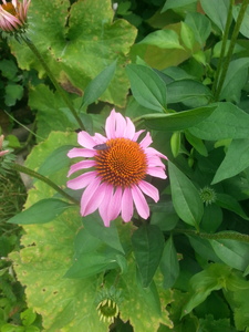 Echinacea Purple Coneflower 50 seeds