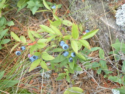 Vaccinium angustifolium