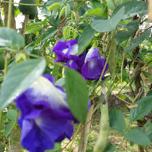 Butterfly Peas - Clitoria Ternatea double 
