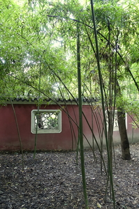 Big-Node Bamboo