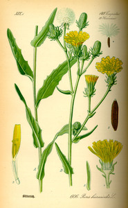 Hawkweed Ox-Tongue