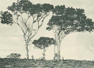 East African Copal Zanzibar copal tree