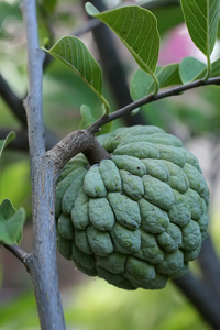 Sugar Apple