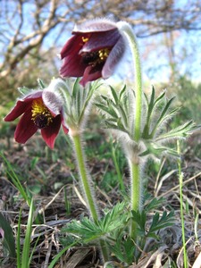 Pulsatilla cernua