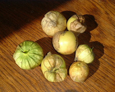 Physalis ixocarpa