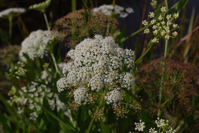 Sium latifolium