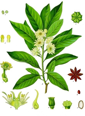 Illicium anisatum