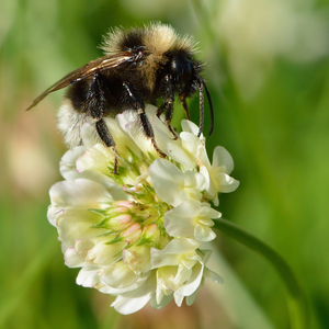 White Clover