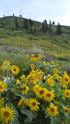 Balsamorhiza sagittata