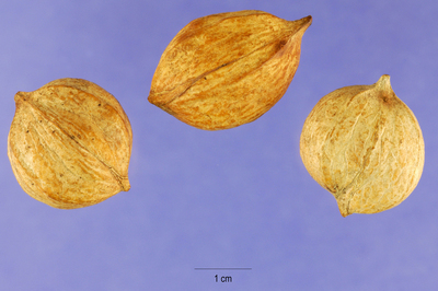 Carya tomentosa