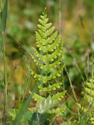 Dryopteris cristata