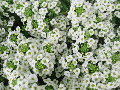 Lobularia maritima