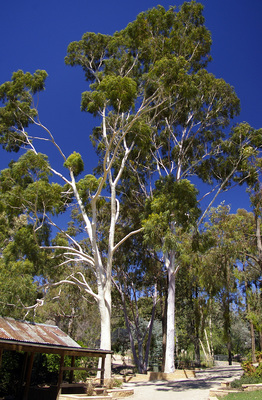 Corymbia citriodora