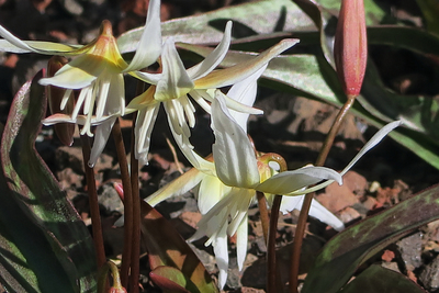 Erythronium multiscapideum