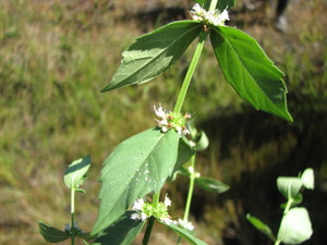 Clasping water horehound