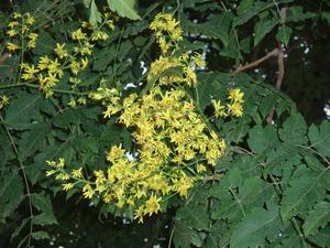 Golden Rain Tree