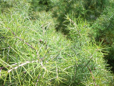 Hakea sericea